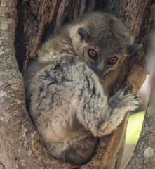 Lepilemur leucopus