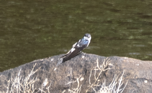 White-winged Swallow