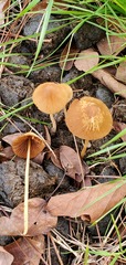 Conocybe coprophila