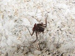 Phrynus whitei