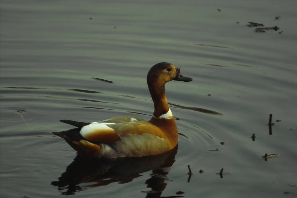 Ruddy × Common Shelduck from Восточный административный округ, Москва ...