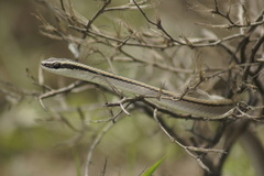 Lygophis lineatus