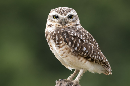 Athene cunicularia grallaria