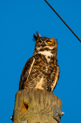 View observation of {o.common_name} on iNaturalist
