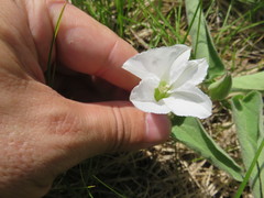 Calystegia spithamaea