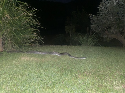 Coastal Carpet Python sighting