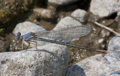 Argia emma