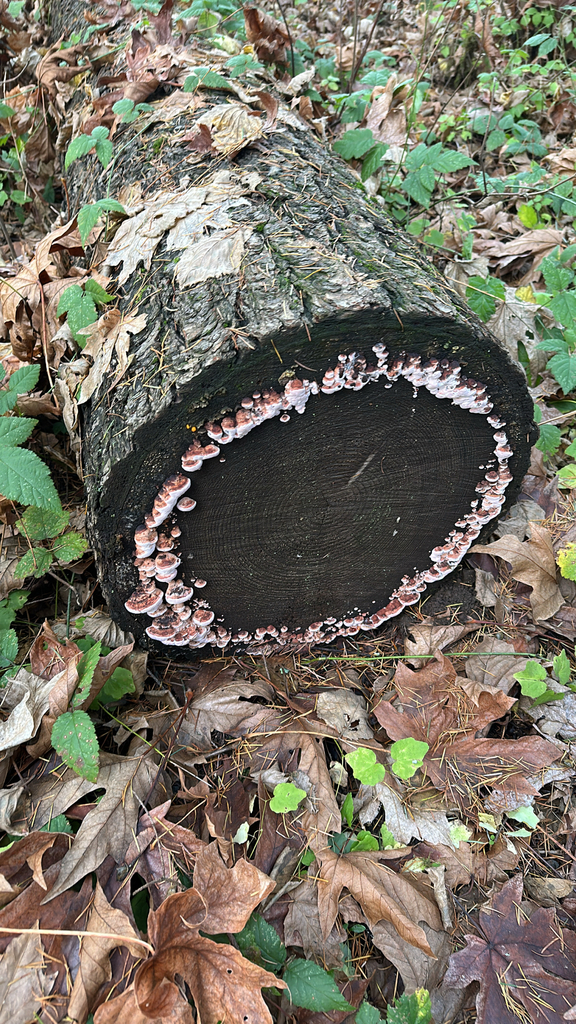 Fomitopsis cajanderi · November 2025 · photo: © joemaybee (iNaturalist, cc-by)