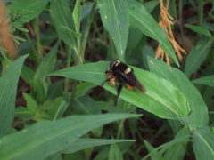 Mallophora ruficauda