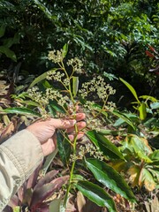 Red Ash (Alphitonia zizyphoides)