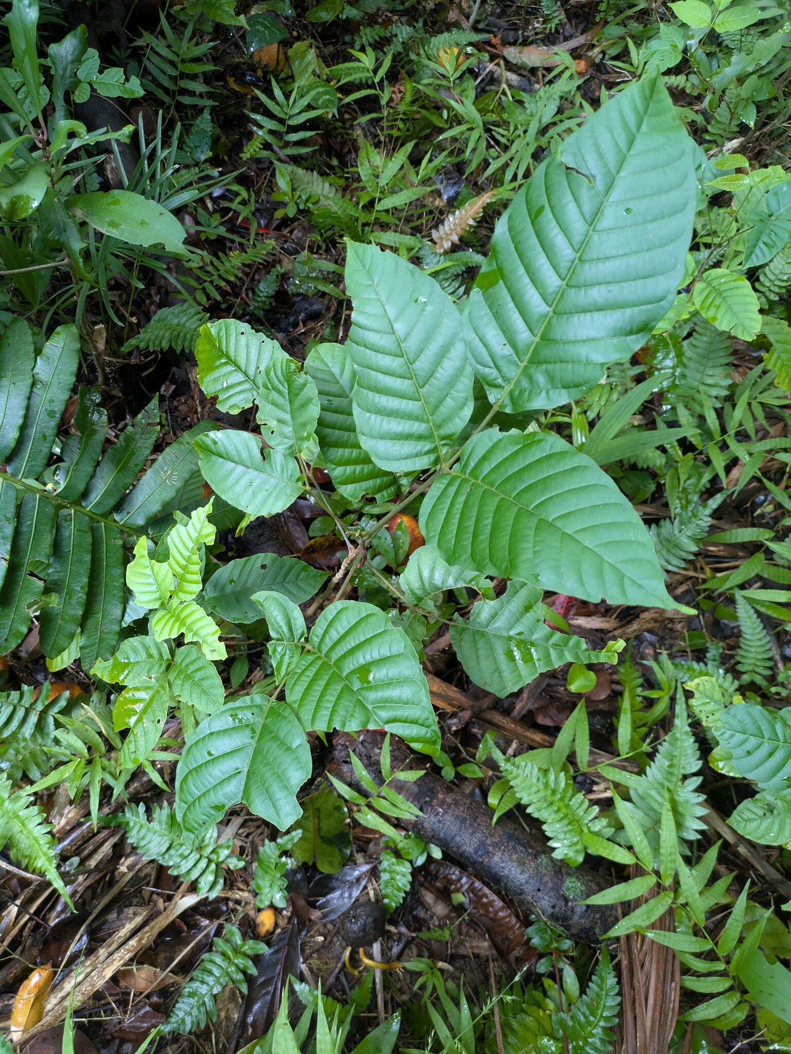 Santol (Sandoricum koetjape)