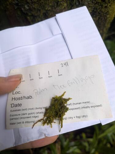 Spruceanthus polymorphus observed 2025-11-14