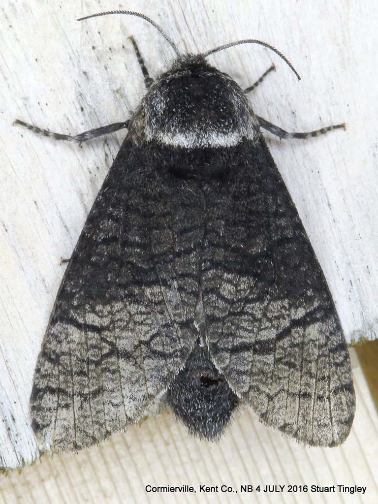 Poplar Carpenterworm Moth