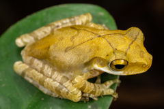 Polypedates cruciger