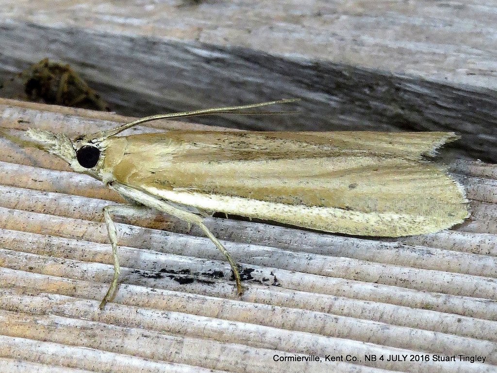 White-edged Pima Moth