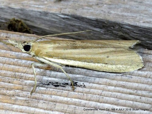 White-edged Pima Moth
