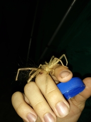 Galeodes araneoides