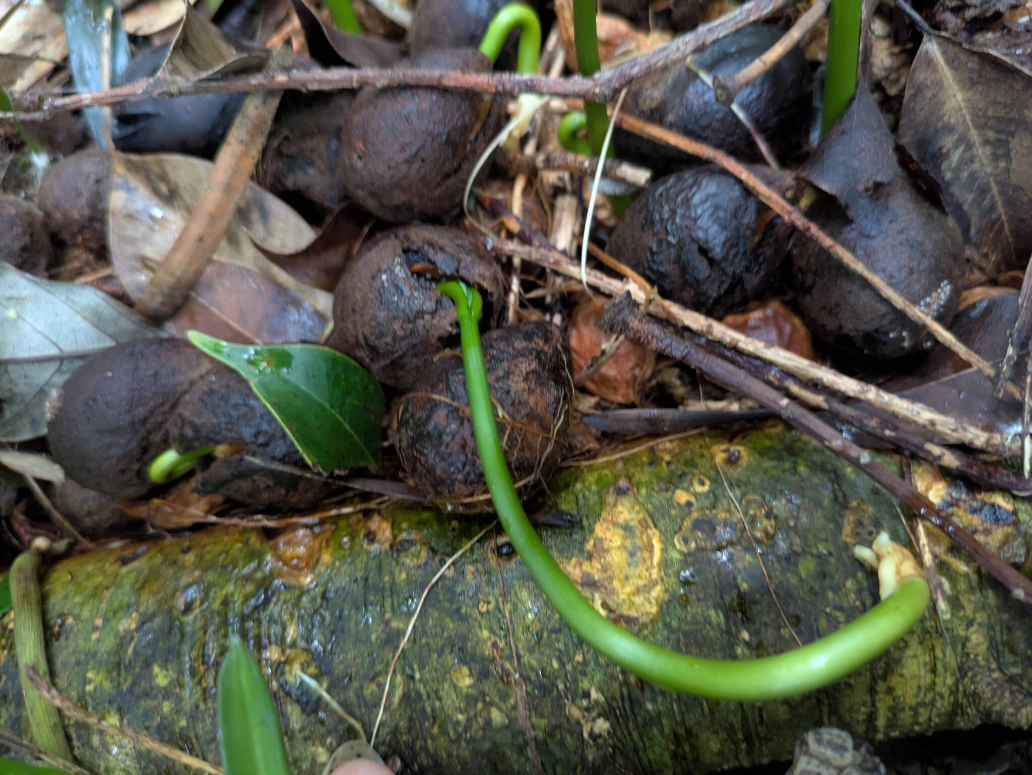 São Tomé Yellowwood (Afrocarpus mannii)