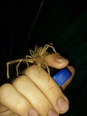 Galeodes araneoides