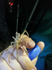 Galeodes araneoides