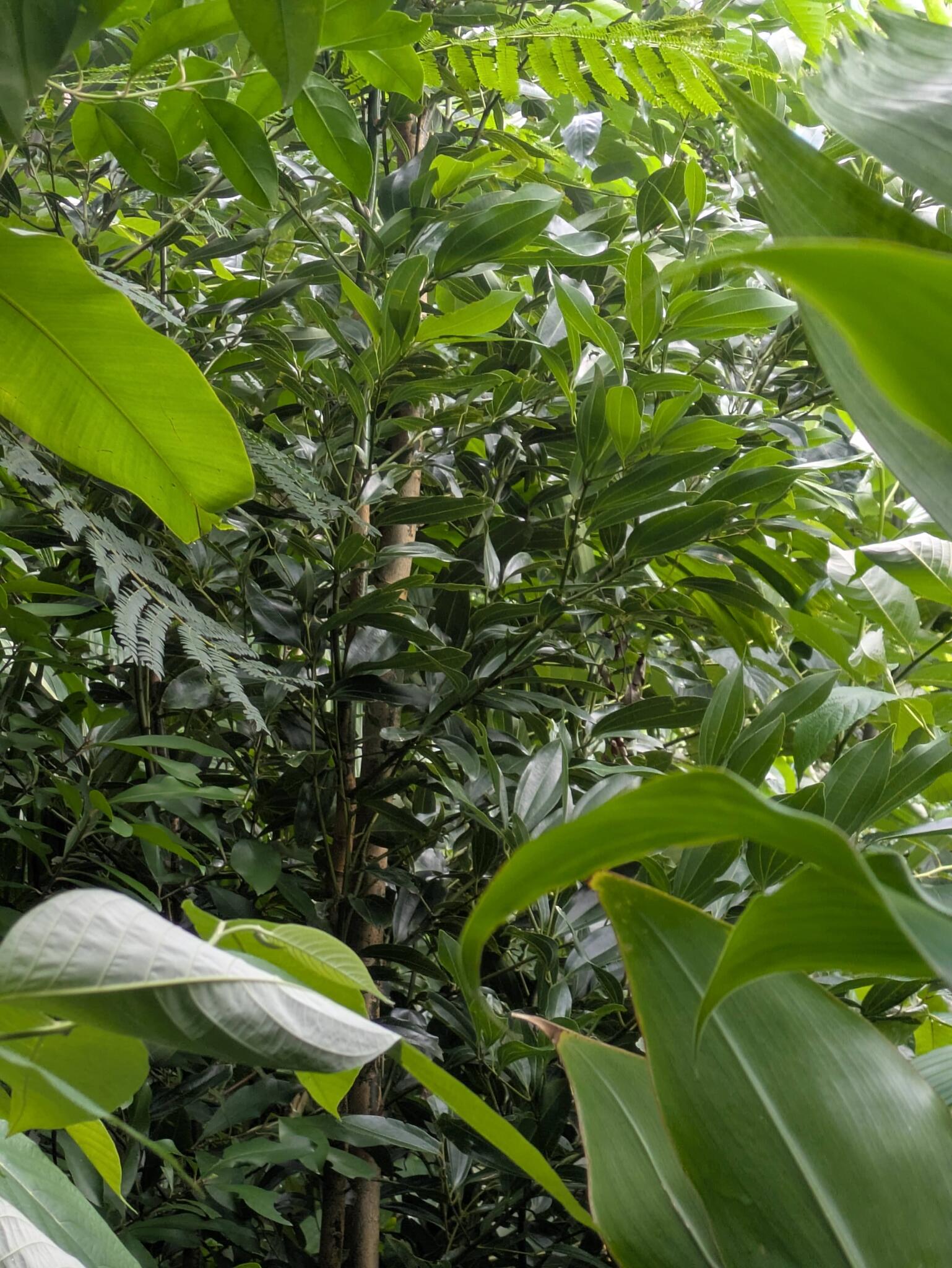 Ceylon Cinnamon (Cinnamomum verum)