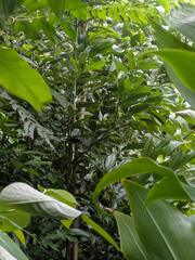 Ceylon Cinnamon (Cinnamomum verum)