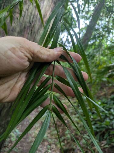 Afrocarpus mannii, photograph 4