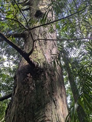 (c) Kevin Faccenda, some rights reserved (CC BY) Afrocarpus mannii, photograph (c) Kevin Faccenda, some rights reserved (CC BY)