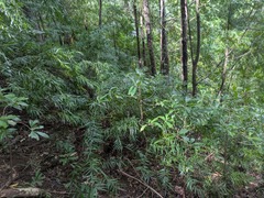 (c) Kevin Faccenda, some rights reserved (CC BY) Afrocarpus mannii, photograph (c) Kevin Faccenda, some rights reserved (CC BY)