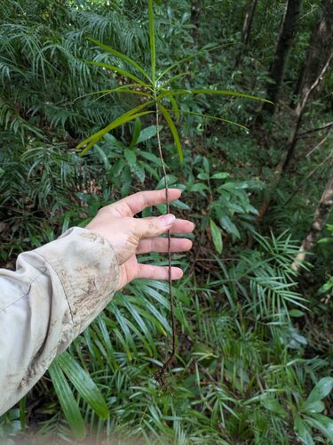 Afrocarpus mannii, photograph 5