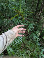 (c) Kevin Faccenda, some rights reserved (CC BY) Afrocarpus mannii, photograph (c) Kevin Faccenda, some rights reserved (CC BY)