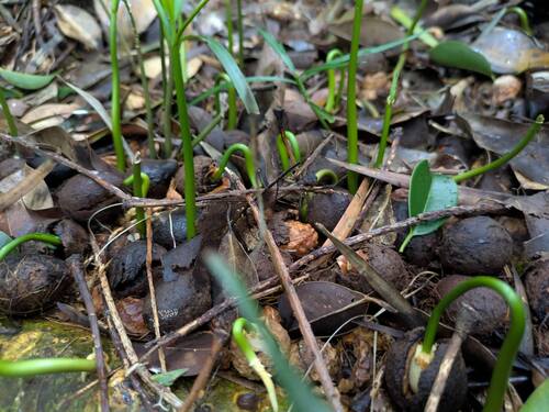 Afrocarpus mannii, photograph 6
