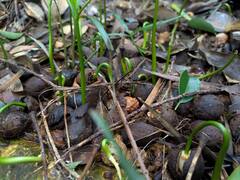 Afrocarpus mannii, photograph (c) Kevin Faccenda, some rights reserved (CC BY)