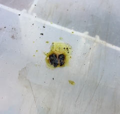 Hypoxylon perforatum