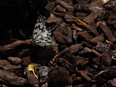 Melanargia ines