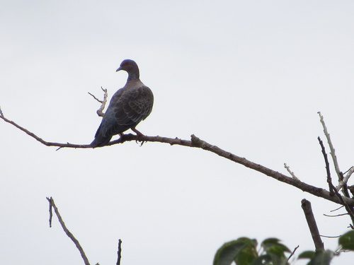 Picazuro Pigeon