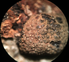 Hypoxylon perforatum