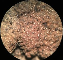 Hypoxylon perforatum