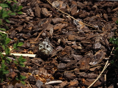Melanargia occitanica