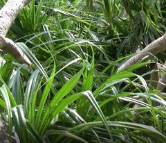 Pandanaceae
