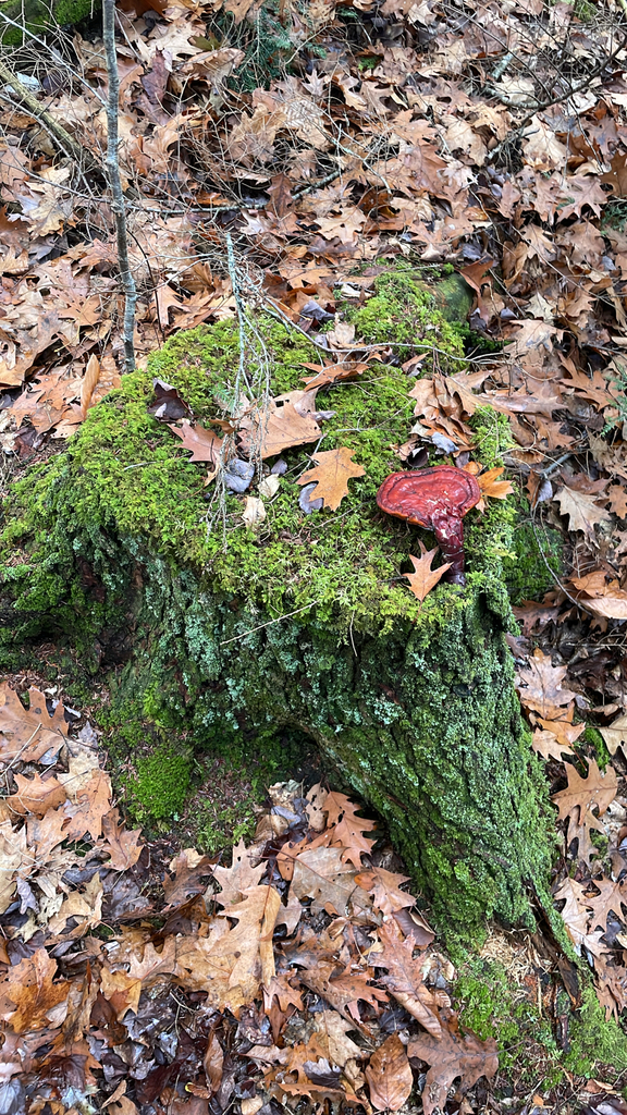 Ganoderma tsugae · November 2025 · photo: © mnerrie (iNaturalist, cc-by)