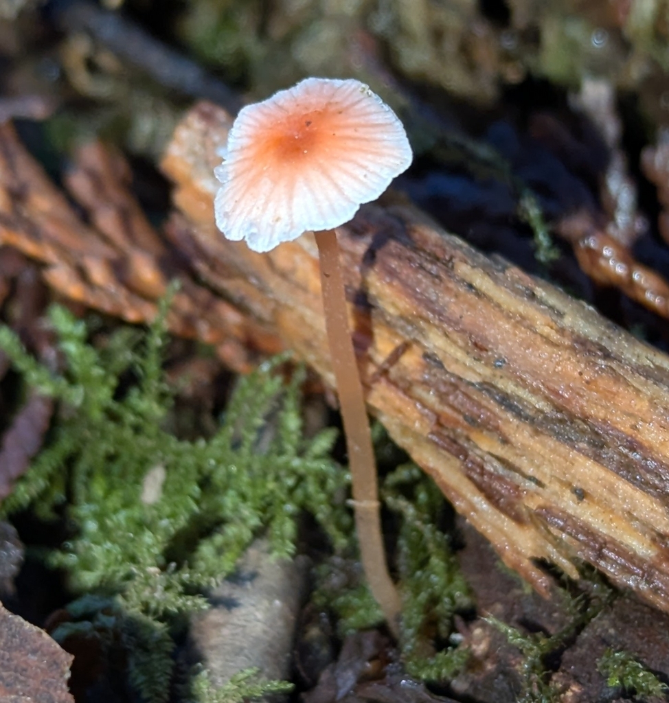 Atheniella sp. 'flavoalba-PNW02' · November 2025 · photo: © benkeen (iNaturalist, cc0)