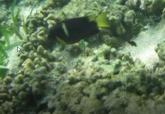 Chrysiptera biocellata