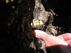 Austromegabalanus nigrescens