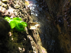 Austromegabalanus nigrescens