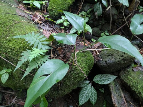 Epipremnum pinnatum observed 2025-11-20
