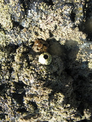 Austromegabalanus nigrescens