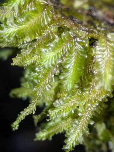 Plagiochila remyana observed 2025-11-20