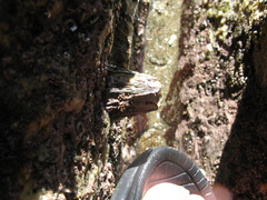 Austromegabalanus nigrescens