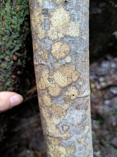 Phaeographis lobata observed 2025-11-20